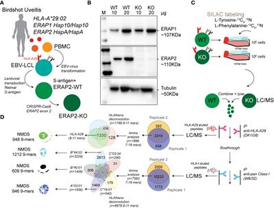 ERAP2 Increases the Abundance of a Peptide Submotif Highly Selective for the Birdshot Uveitis-Associated HLA-A29